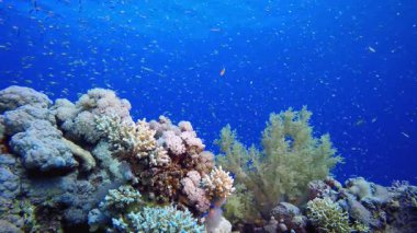 Mercan Bahçesi Canlı Balığı. Tropik mavi deniz suyu. Mercan bahçesi deniz manzarası. Deniz dalgaları. Su altı dünyası hayatı. Tropik sualtı deniz manzarası. Resif mercan sahnesi.