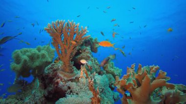 Mercan Bahçesi Su Altında Yaşam. Tropik sualtı balığı. Su altı balık resifi denizcisi. Yumuşak ve sert mercanlar. Su altı balık bahçesi resifi. Mercan bahçesi deniz manzarası