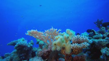 Mercan Bahçesi Su Altında Yaşam. Tropik sualtı balığı. Su altı balık resifi denizcisi. Yumuşak ve sert mercanlar. Su altı balık bahçesi resifi. Mercan bahçesi deniz manzarası