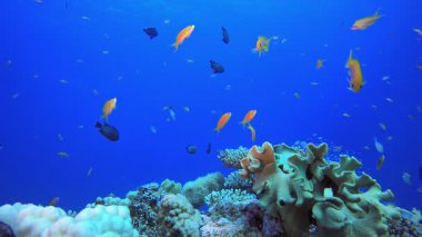 Mercan Bahçesi Deniz Burnu. Tropik sualtı balığı. Su altı balık resifi denizcisi. Yumuşak ve sert mercanlar. Su altı balık bahçesi resifi. Mercan bahçesi deniz manzarası