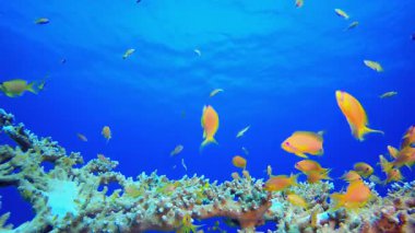 Mercan Bahçesi Portakal Balığı. Tropik sualtı balığı. Su altı balık resifi denizcisi. Yumuşak ve sert mercanlar. Su altı balık bahçesi resifi. Mercan bahçesi deniz manzarası