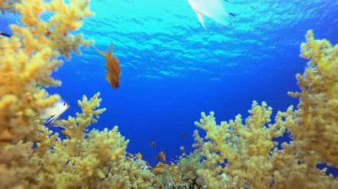 Mercan Bahçesi Portakal Balığı. Resif mercan sahnesi. Mercan bahçesi deniz manzarası. Renkli tropikal resifler. Canlı mercan bahçesi.