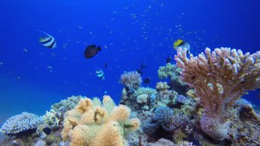 Mercan Bahçesi Deniz Hayatı. Resif mercan sahnesi. Mercan bahçesi deniz manzarası. Renkli tropikal resifler. Canlı mercan bahçesi.
