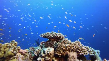 Mercan Bahçesi Hayatı. Resif mercan sahnesi. Mercan bahçesi deniz manzarası. Renkli tropikal resifler. Canlı mercan bahçesi.