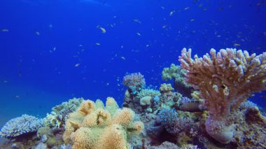 Mercan ve Renkli Balık. Resif mercan sahnesi. Mercan bahçesi deniz manzarası. Renkli tropikal resifler. Canlı mercan bahçesi.