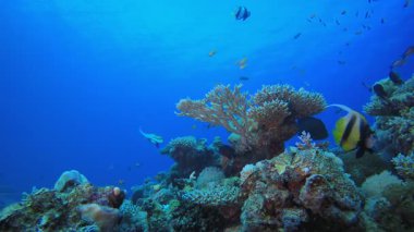 Renkli Dünya Denizaltı. Resif mercan sahnesi. Mercan bahçesi deniz manzarası. Renkli tropikal resifler. Canlı mercan bahçesi.