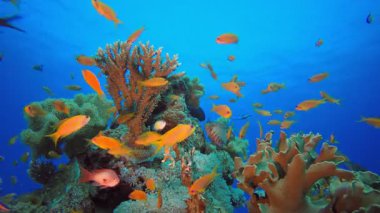 Renkli Sualtı Ortamı. Resif mercan sahnesi. Mercan bahçesi deniz manzarası. Renkli tropikal resifler. Canlı mercan bahçesi.