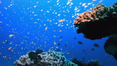 Renkli Tropikal Mercan. Resif mercan sahnesi. Mercan bahçesi deniz manzarası. Renkli tropikal resifler. Canlı mercan bahçesi.