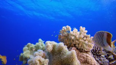 Renkli Manzara. Resif mercan sahnesi. Mercan bahçesi deniz manzarası. Renkli tropikal resifler. Canlı mercan bahçesi.