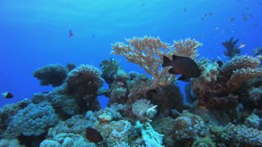 Renkli resif balığı. Resif mercan sahnesi. Mercan bahçesi deniz manzarası. Renkli tropikal resifler. Canlı mercan bahçesi.