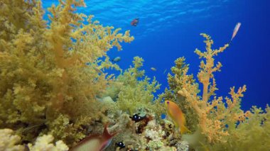 Renkli Hayat. Resif mercan sahnesi. Mercan bahçesi deniz manzarası. Renkli tropikal resifler. Canlı mercan bahçesi.