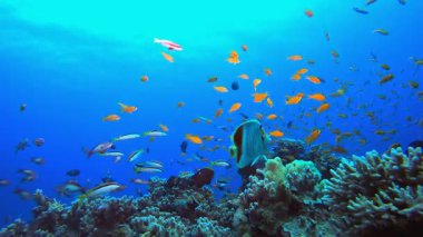 Renkli Balık. Resif mercan sahnesi. Mercan bahçesi deniz manzarası. Renkli tropikal resifler. Canlı mercan bahçesi.