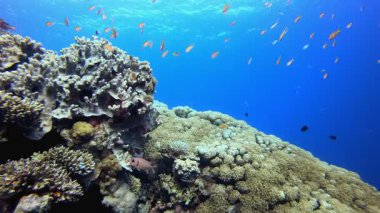 Renkli Balık. Resif mercan sahnesi. Mercan bahçesi deniz manzarası. Renkli tropikal resifler. Canlı mercan bahçesi.