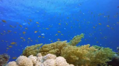 Brokoli Yumuşak Mercan. Resif mercan sahnesi. Mercan bahçesi deniz manzarası. Renkli tropikal resifler. Canlı mercan bahçesi.