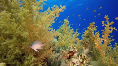 Brokoli mercan bahçesi. Resif mercan sahnesi. Mercan bahçesi deniz manzarası. Renkli tropikal resifler. Canlı mercan bahçesi.