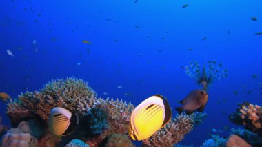 Mavi Tropikal Deniz. Resif mercan sahnesi. Mercan bahçesi deniz manzarası. Renkli tropikal resifler. Canlı mercan bahçesi.