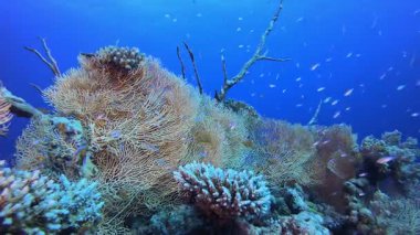 Mavi Deniz Suyu arka planı. Resif mercan sahnesi. Mercan bahçesi deniz manzarası. Renkli tropikal resifler. Canlı mercan bahçesi.