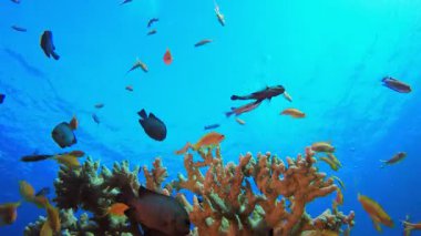 Mavi Deniz Tropikal Balığı. Resif mercan sahnesi. Mercan bahçesi deniz manzarası. Renkli tropikal resifler. Canlı mercan bahçesi.
