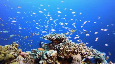 Güzel Sualtı Dünyası. Resif mercan sahnesi. Mercan bahçesi deniz manzarası. Renkli tropikal resifler. Canlı mercan bahçesi.