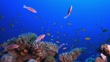 Güzel Sualtı Hayatı. Resif mercan sahnesi. Mercan bahçesi deniz manzarası. Renkli tropikal resifler. Canlı mercan bahçesi.