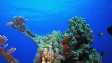 Güzel Sualtı Bahçesi. Resif mercan sahnesi. Mercan bahçesi deniz manzarası. Renkli tropikal resifler. Canlı mercan bahçesi.