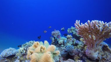 Güzel Tropikal Mercan Bahçesi. Resif mercan sahnesi. Mercan bahçesi deniz manzarası. Renkli tropikal resifler. Canlı mercan bahçesi.