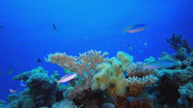 Güzel Balık Denizcisi. Resif mercan sahnesi. Mercan bahçesi deniz manzarası. Renkli tropikal resifler. Canlı mercan bahçesi.