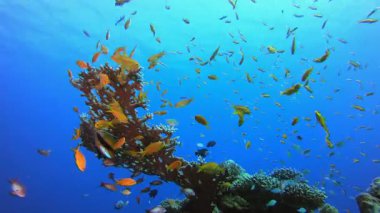 Güzel Coral Garden. Resif mercan sahnesi. Mercan bahçesi deniz manzarası. Renkli tropikal resifler. Canlı mercan bahçesi.