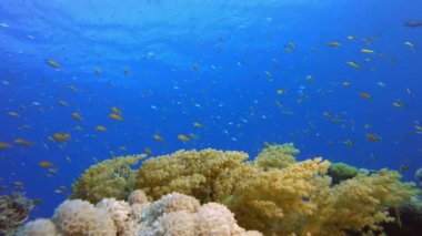Güzel Coral Garden. Resif mercan sahnesi. Mercan bahçesi deniz manzarası. Renkli tropikal resifler. Canlı mercan bahçesi.