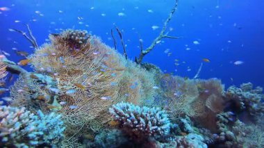 Güzel Coral Garden. Resif mercan sahnesi. Mercan bahçesi deniz manzarası. Renkli tropikal resifler. Canlı mercan bahçesi.
