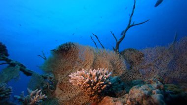 Arka plan Deniz Mercanları. Resif mercan sahnesi. Mercan bahçesi deniz manzarası. Renkli tropikal resifler. Canlı mercan bahçesi.