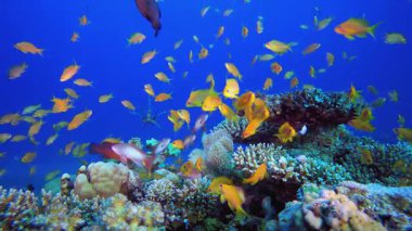 Güzel Tropikal Mercan Bahçesi. Resif mercan sahnesi. Mercan bahçesi deniz manzarası. Renkli tropikal resifler. Canlı mercan bahçesi.