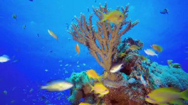 Güzel Sualtı Renkli Hayatı. Resif mercan sahnesi. Mercan bahçesi deniz manzarası. Renkli tropikal resifler. Canlı mercan bahçesi.