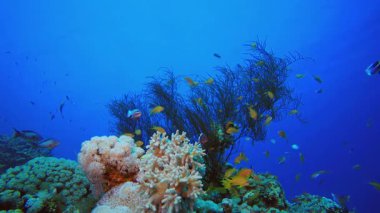 Dalgıçla Güzel Sualtı Dünyası. Resif mercan sahnesi. Mercan bahçesi deniz manzarası. Renkli tropikal resifler. Canlı mercan bahçesi.