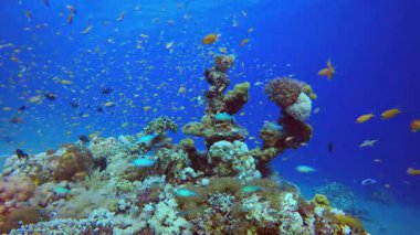 Renkli Balıklar Mavi Su. Sualtı tropikal renkli yumuşak sert mercanlar deniz manzarası. Su altı balık resifi denizcisi. Tropik renkli sualtı deniz manzarası.