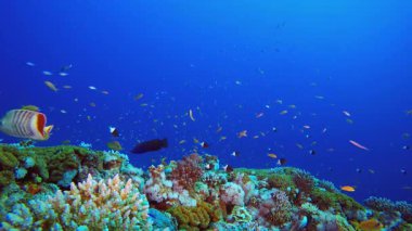 Renkli Tropikal Balık Deniz Pelerini. Sualtı tropikal renkli yumuşak sert mercanlar deniz manzarası. Su altı balık resifi denizcisi. Tropik renkli sualtı deniz manzarası.