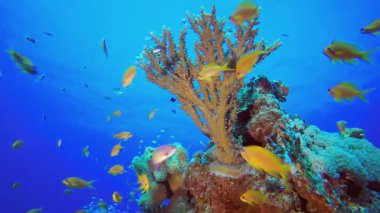 Renkli Tropikal Balık Deniz Pelerini. Sualtı tropikal renkli yumuşak sert mercanlar deniz manzarası. Su altı balık resifi denizcisi. Tropik renkli sualtı deniz manzarası.