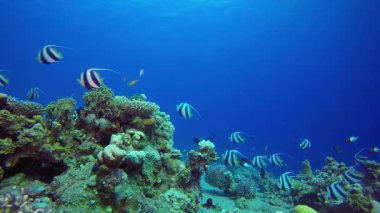 Renkli Tropikal Resif Sancak Balığı. Sualtı tropikal renkli yumuşak sert mercanlar deniz manzarası. Su altı balık resifi denizcisi. Tropik renkli sualtı deniz manzarası.