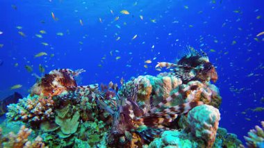 Renkli Tropikal Resif Sahnesi Aslan Balığı. Sualtı tropikal renkli yumuşak sert mercanlar deniz manzarası. Su altı balık resifi denizcisi. Tropik renkli sualtı deniz manzarası.