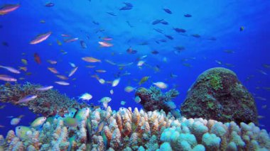 Mercan ve Tropik Sualtı Balığı Dünyası. Sualtı tropikal renkli yumuşak sert mercanlar deniz manzarası. Su altı balık resifi denizcisi. Tropik renkli sualtı deniz manzarası.