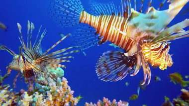 Mercan Bahçesi ve Aslan Balığı. Sualtı tropikal renkli yumuşak sert mercanlar deniz manzarası. Su altı balık resifi denizcisi. Tropik renkli sualtı deniz manzarası.