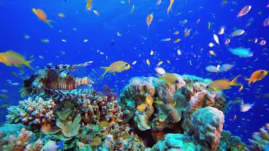 Mercan Bahçesi Deniz Burnu Aslan Balığı. Sualtı tropikal renkli yumuşak sert mercanlar deniz manzarası. Su altı balık resifi denizcisi. Tropik renkli sualtı deniz manzarası.