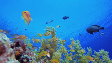 Mercan Kayalıkları ve Su Altında Balıklar. Sualtı tropikal renkli yumuşak sert mercanlar deniz manzarası. Su altı balık resifi denizcisi. Tropik renkli sualtı deniz manzarası.