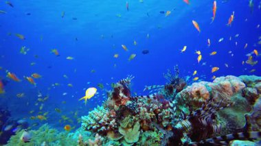 Mercan Sualtı Bahçesi Aslan Balığı. Sualtı tropikal renkli yumuşak sert mercanlar deniz manzarası. Su altı balık resifi denizcisi. Tropik renkli sualtı deniz manzarası.