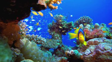 Balık ve Mercan Bahçesi palyaço balığı. Sualtı tropikal renkli yumuşak sert mercanlar deniz manzarası. Su altı balık resifi denizcisi. Tropik renkli sualtı deniz manzarası.