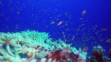 Aslan balığı tropik mavi deniz suyu. Sualtı tropikal renkli yumuşak sert mercanlar deniz manzarası. Su altı balık resifi denizcisi. Tropik renkli sualtı deniz manzarası.
