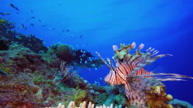 Aslan balığı ve mercan. Sualtı tropikal renkli yumuşak sert mercanlar deniz manzarası. Su altı balık resifi denizcisi. Tropik renkli sualtı deniz manzarası.