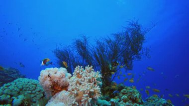 Deniz Mercan Renkli Bahçesi. Sualtı tropikal renkli yumuşak sert mercanlar deniz manzarası. Su altı balık resifi denizcisi. Tropik renkli sualtı deniz manzarası.