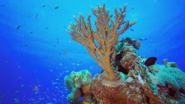 Deniz Mercan Renkli Bahçesi. Sualtı tropikal renkli yumuşak sert mercanlar deniz manzarası. Su altı balık resifi denizcisi. Tropik renkli sualtı deniz manzarası.
