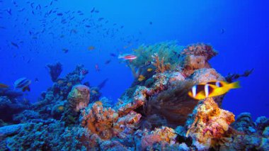 Deniz Mercan Renkli Palyaço Balığı. Sualtı tropikal renkli yumuşak sert mercanlar deniz manzarası. Su altı balık resifi denizcisi. Tropik renkli sualtı deniz manzarası.